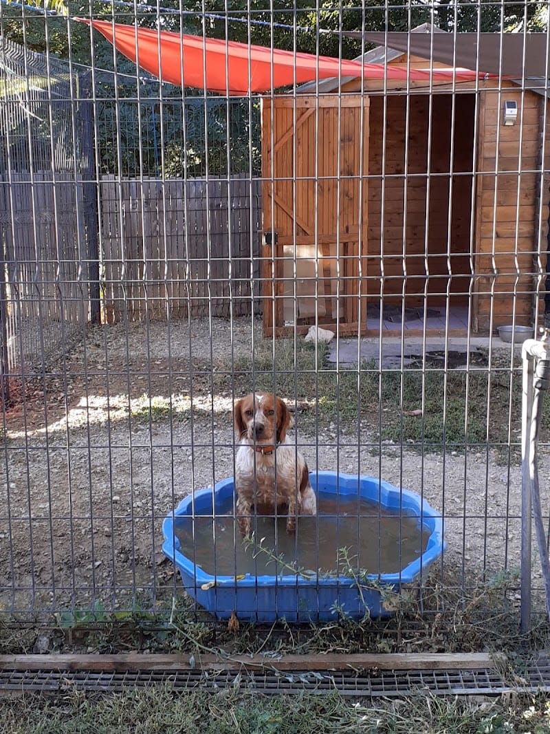 pension canine du rigaou — dogsitter à Sainte-Maxime