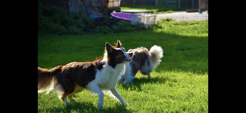 Pension Canine Du Robinard — dogsitter à Laval