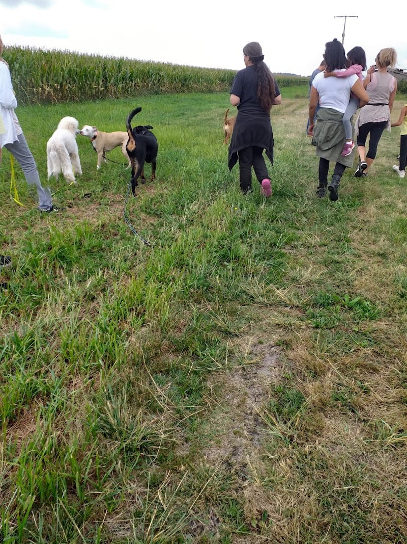 Pension Canine Education Houguey Long — dogsitter à Villenave-d'Ornon