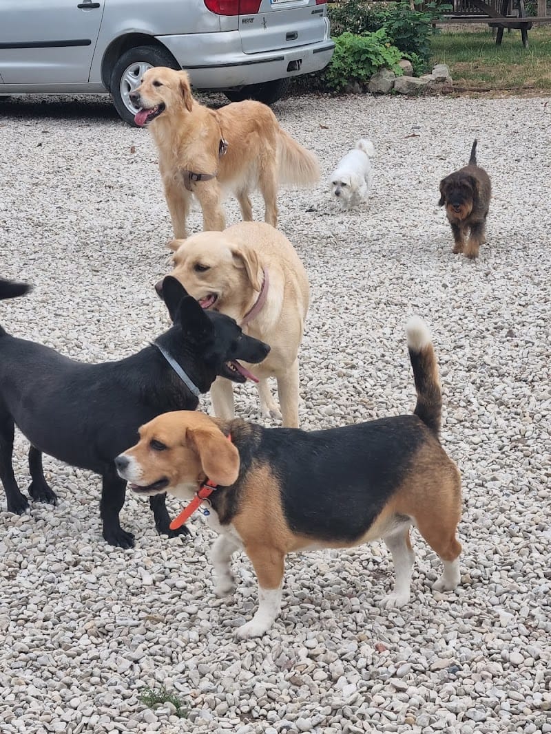 Pension Canine Elliot et Compagnie — dogsitter à Béthune