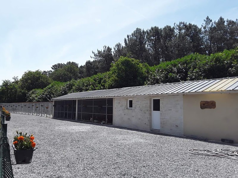 Pension Canine et Elevage de Springer Spaniel de l'Echo des Etangs 44 — dogsitter à Pontchâteau