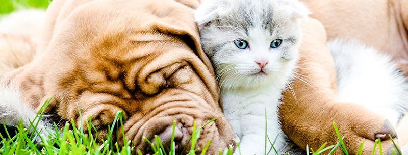 Pension canine et féline De Mudaison