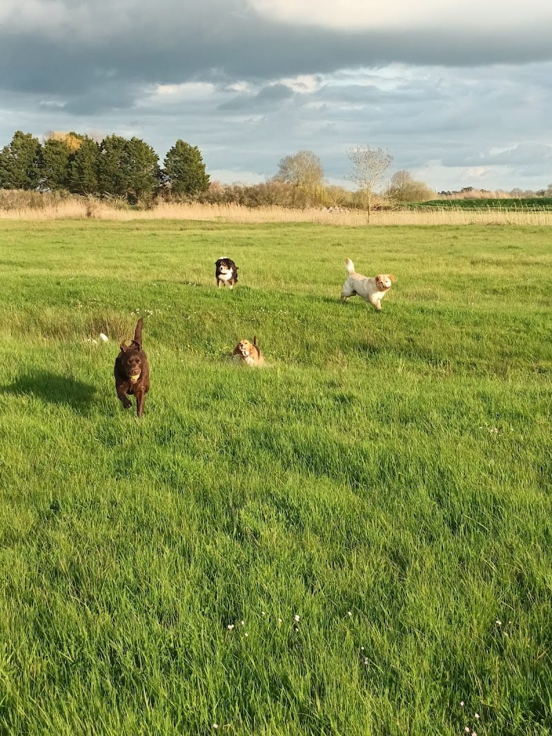 pension canine familiale Au Beau Rivage — dogsitter à Challans
