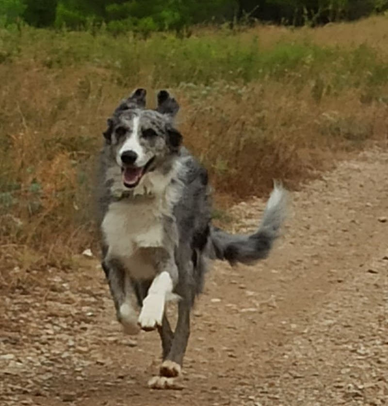 Pension Canine Familiale Comme Chez Vous — dogsitter à Clermont-l'Hérault