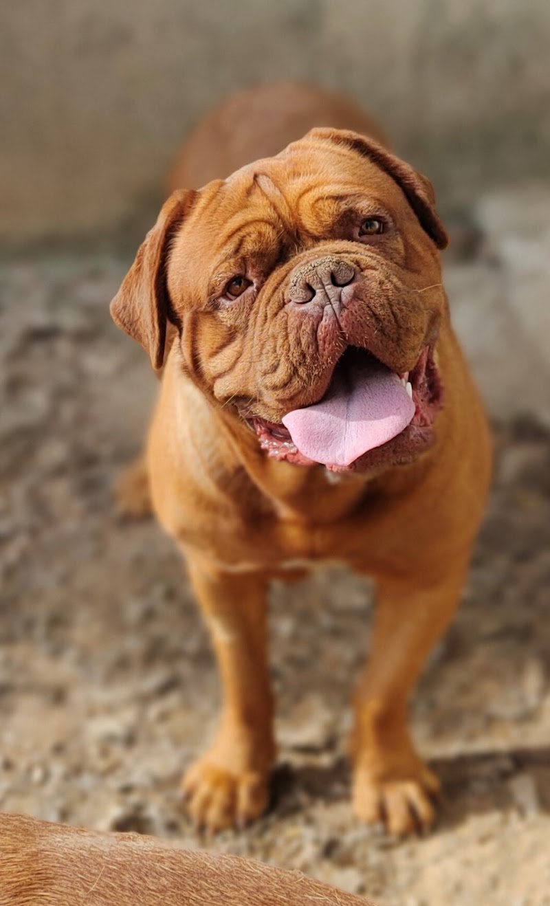 Pension canine Kerplanque — dogsitter à Saint-Maximin-la-Sainte-Baume