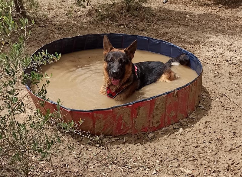 Pension canine l'Eden des Maurettes — dogsitter à Martigues