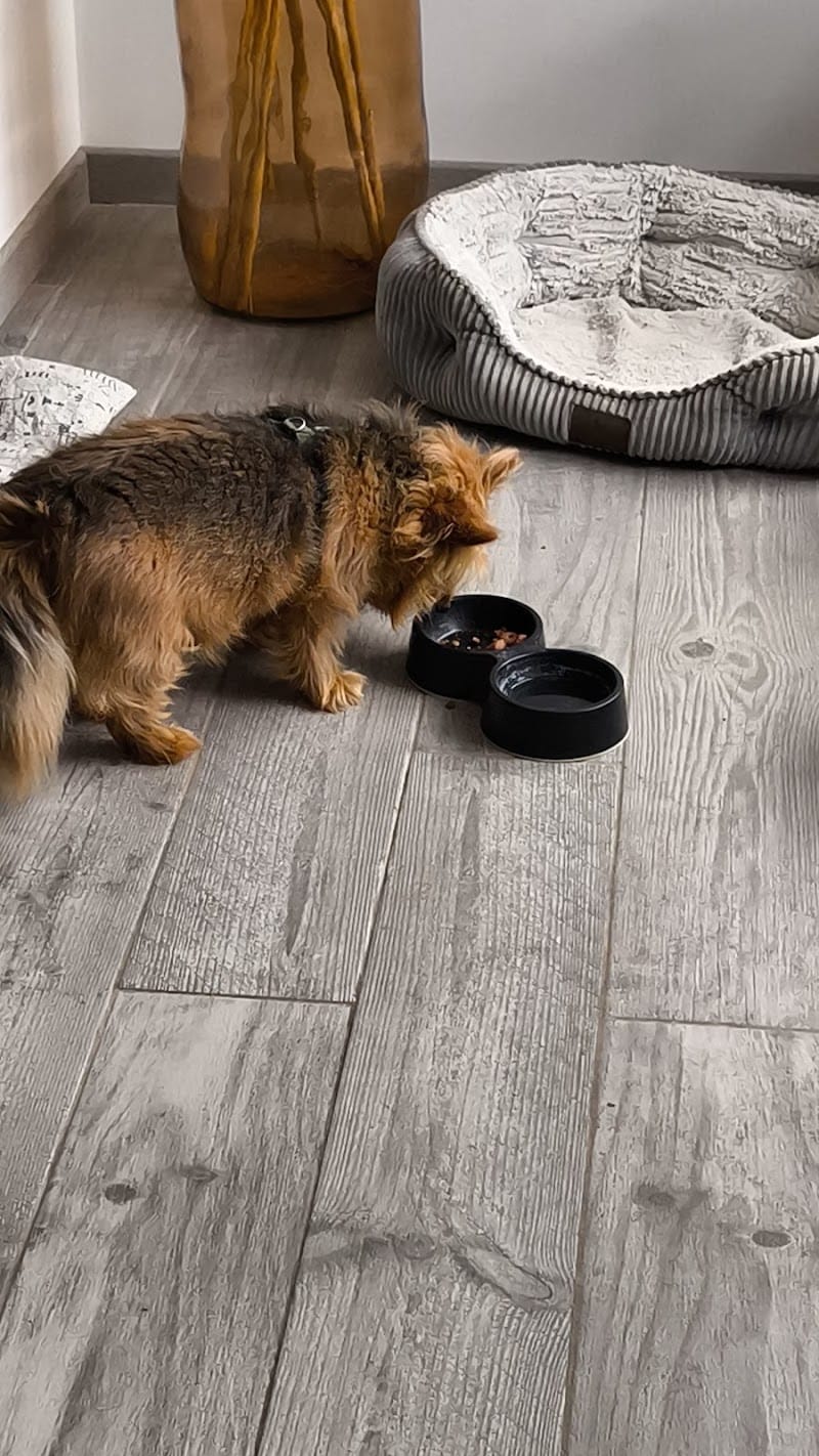 Pension canine :🐾 La maison du bonheur🐾 — dogsitter à Béthune