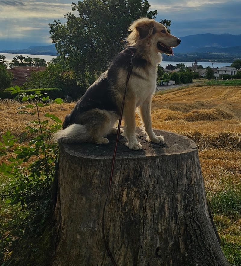 Pension Canine "Le Toutous Ranch" — dogsitter à Thonon-les-Bains