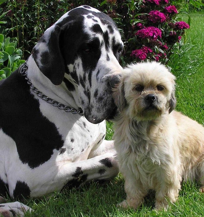 Pension canine Les Compagnons de Balthus — dogsitter à Montauban-de-Bretagne