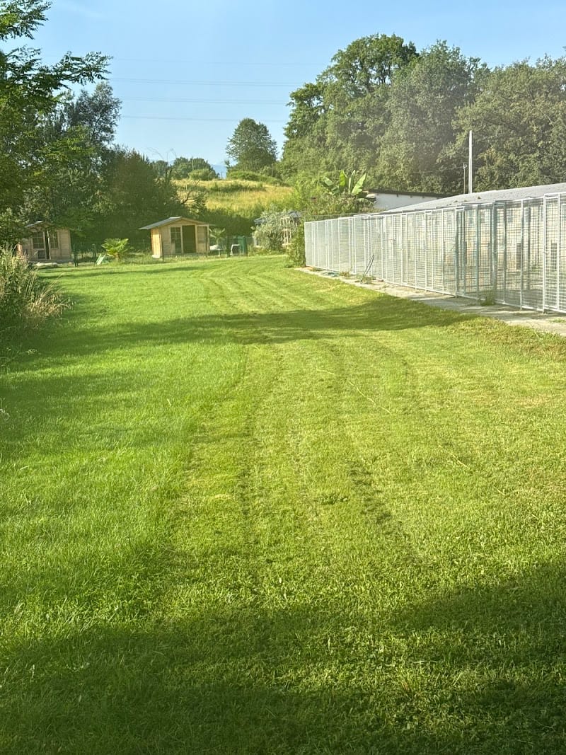 Pension canine — dogsitter à Martres-Tolosane