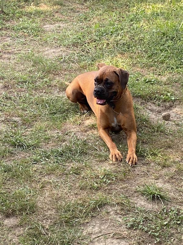 Pension Canine Montseveroux — dogsitter à Vienne