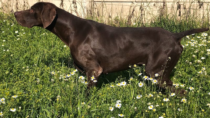 Pension canine. Pas de Calais — dogsitter à Auchel