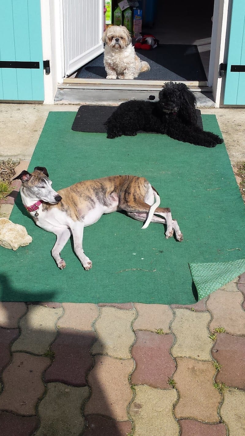 Pension chats et chiens Au Bonheur Des 4 Pattes — dogsitter à Saujon