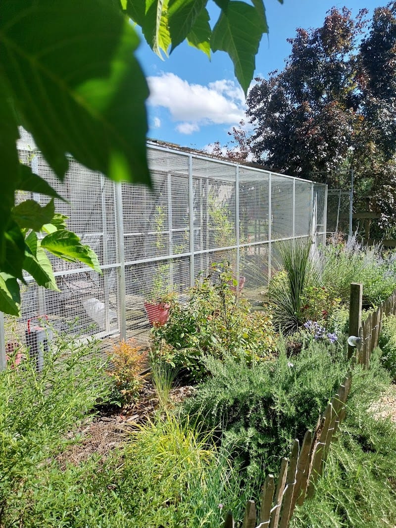 PENSION CHATS ET CHIENS ELEVAGE DES HAUTS BRIFFAUTS — dogsitter à Montauban