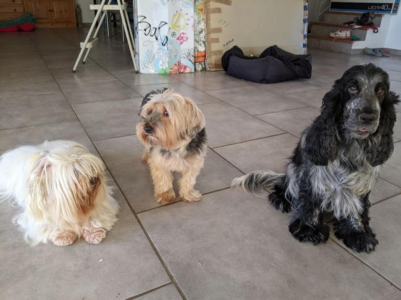 PENSION chez Gaby — dogsitter à Sète