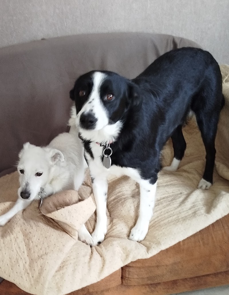 Pension Chien et Chat — dogsitter à Montbrison