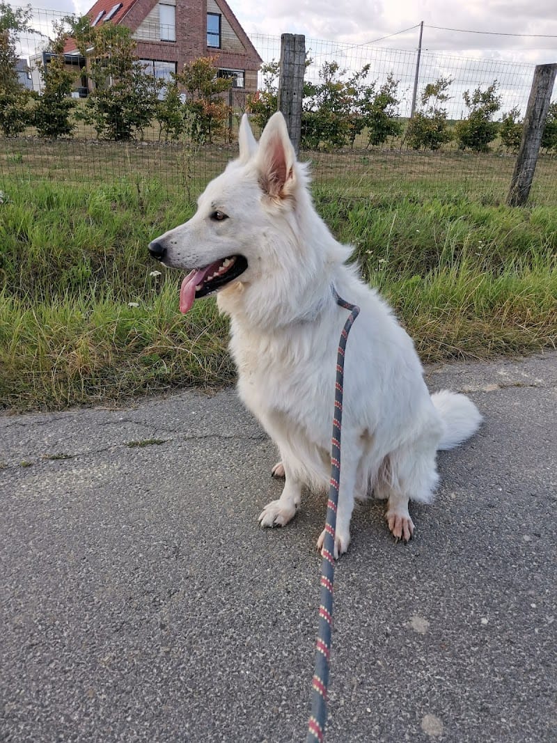 Pension chti'te papatte — dogsitter à Hazebrouck