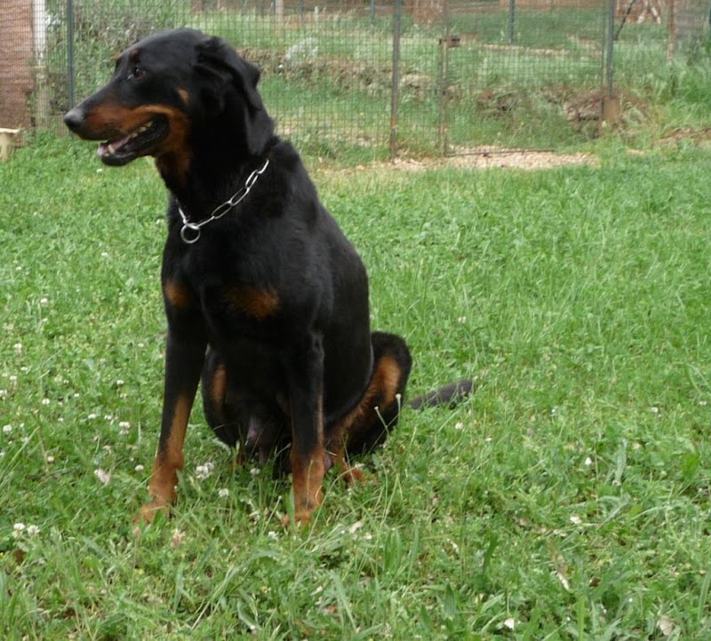 Pension De La Rosée Du Soleil — dogsitter à Lodève