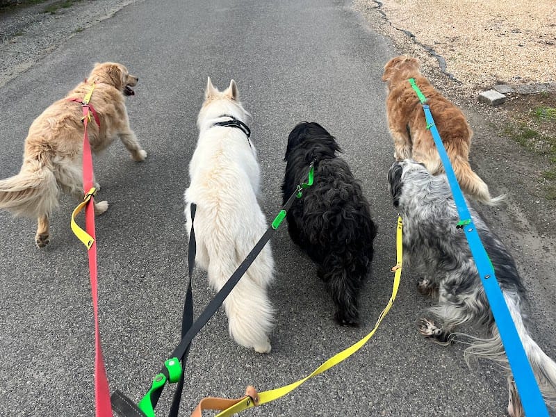 Pension de wouf — dogsitter à Pontchâteau