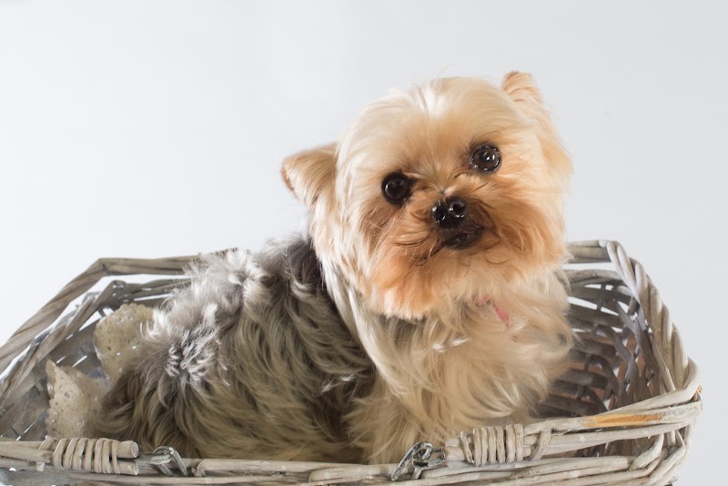 Pension des petits loulous — dogsitter à Haguenau