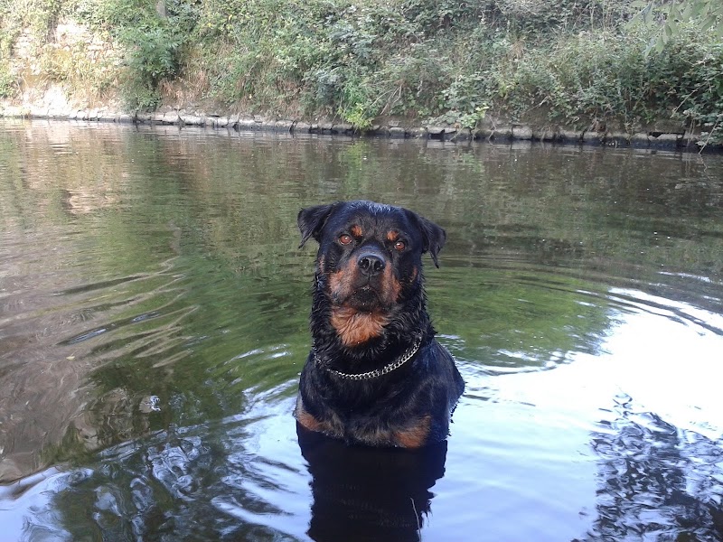 Pension des Trois Frênes — dogsitter à Janzé