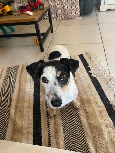 Pension du Goupil — dogsitter à Sainte-Maxime