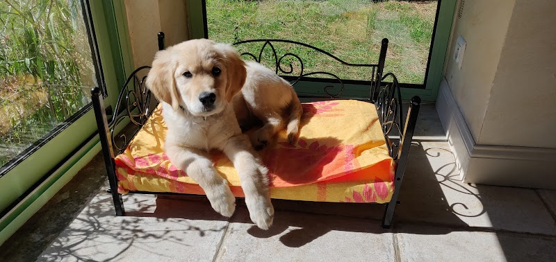 Pension et Garderie Canine Les Pattes Libres - Dog Daycare and Boarding — dogsitter à Montpellier