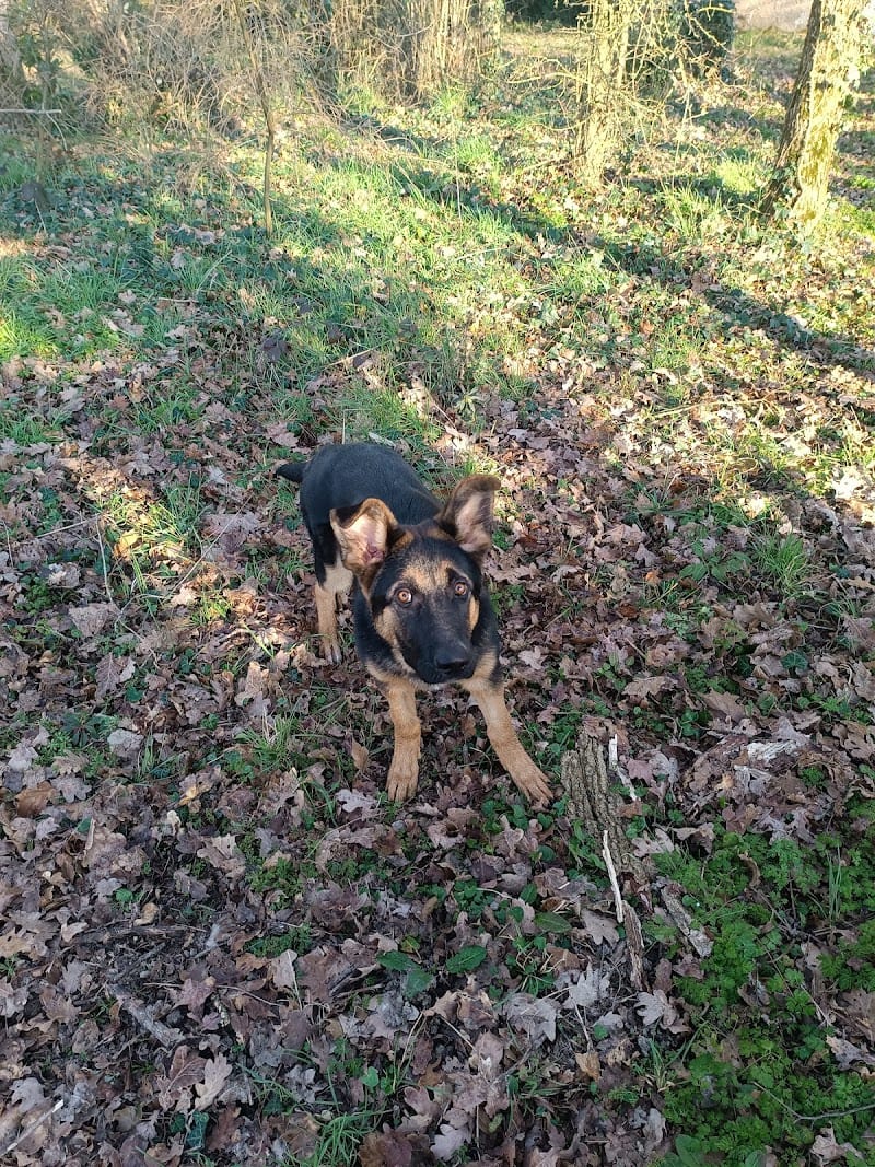 Pension familiale canine et féline à La Limouzinière (Loire Atlantique) — dogsitter à Vertou