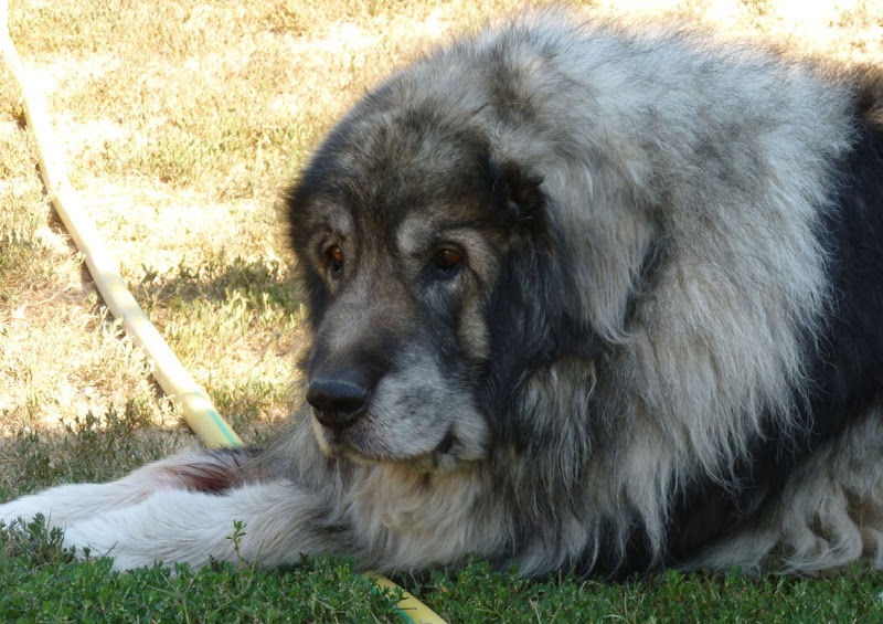 Pension La Vallée du Vent — dogsitter à Auriol