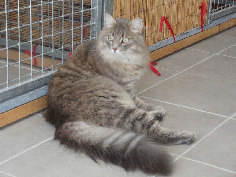 Pension Les Fontaines - BOUET Agnès EI — dogsitter à Nîmes