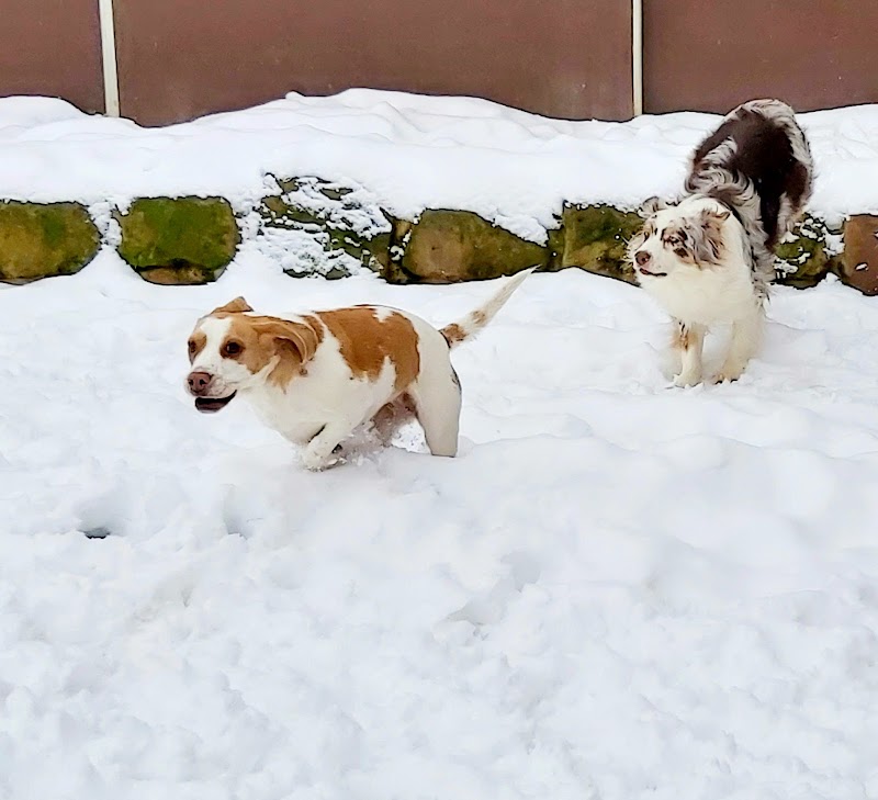 Pension Pattes à Choux — dogsitter à Reichshoffen