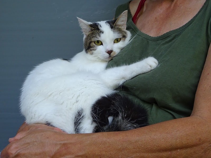 PENSION VAL DE LYS — dogsitter à Hazebrouck