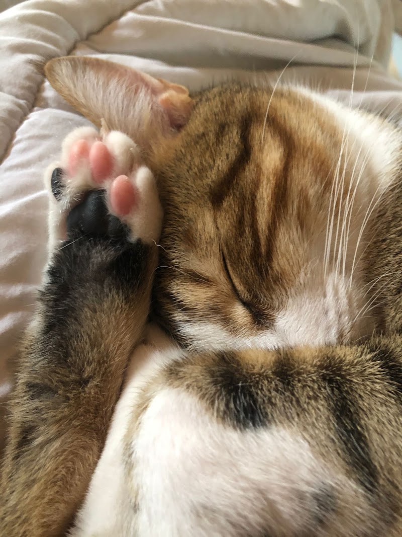 PensionCanine33 — dogsitter à Langon