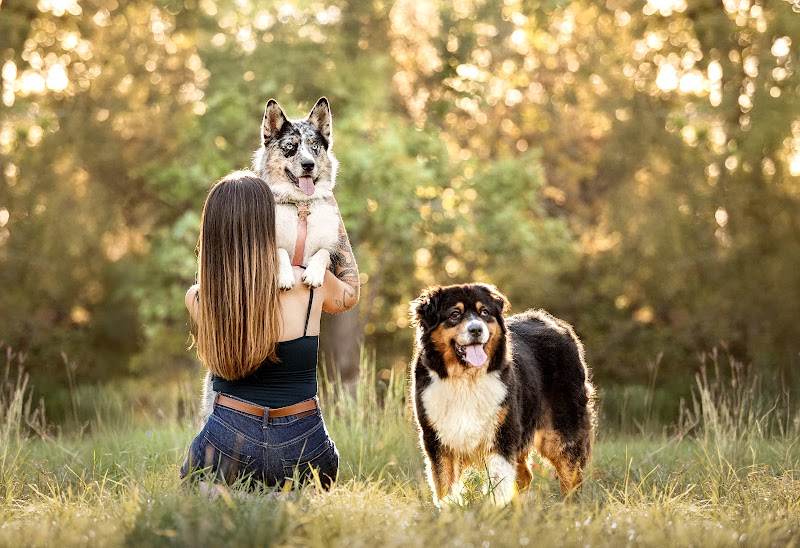 Pet Club Provence — dogsitter à Avignon