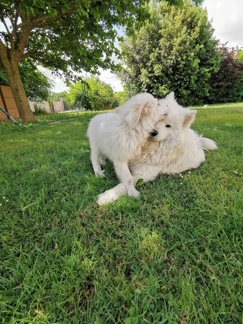 Pet's Chou — dogsitter à Cognac