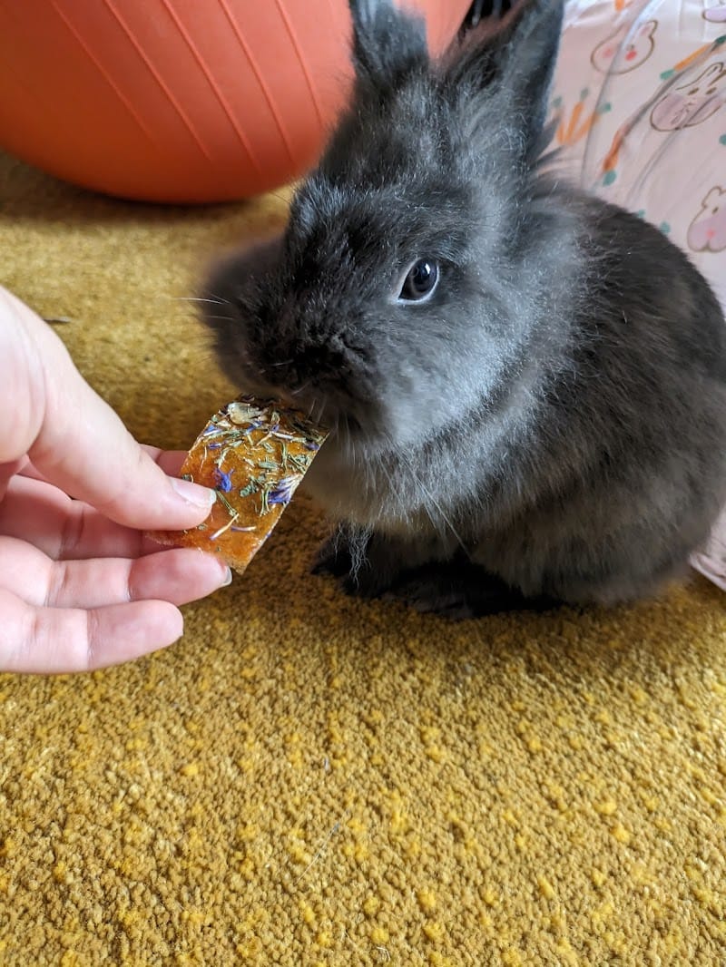 Pet sitter’ n co 82 — dogsitter à Montauban