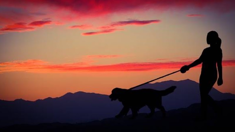 Pet sitting services — dogsitter à Antibes