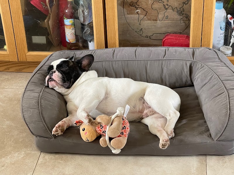 Pet'Spot — dogsitter à Thonon-les-Bains