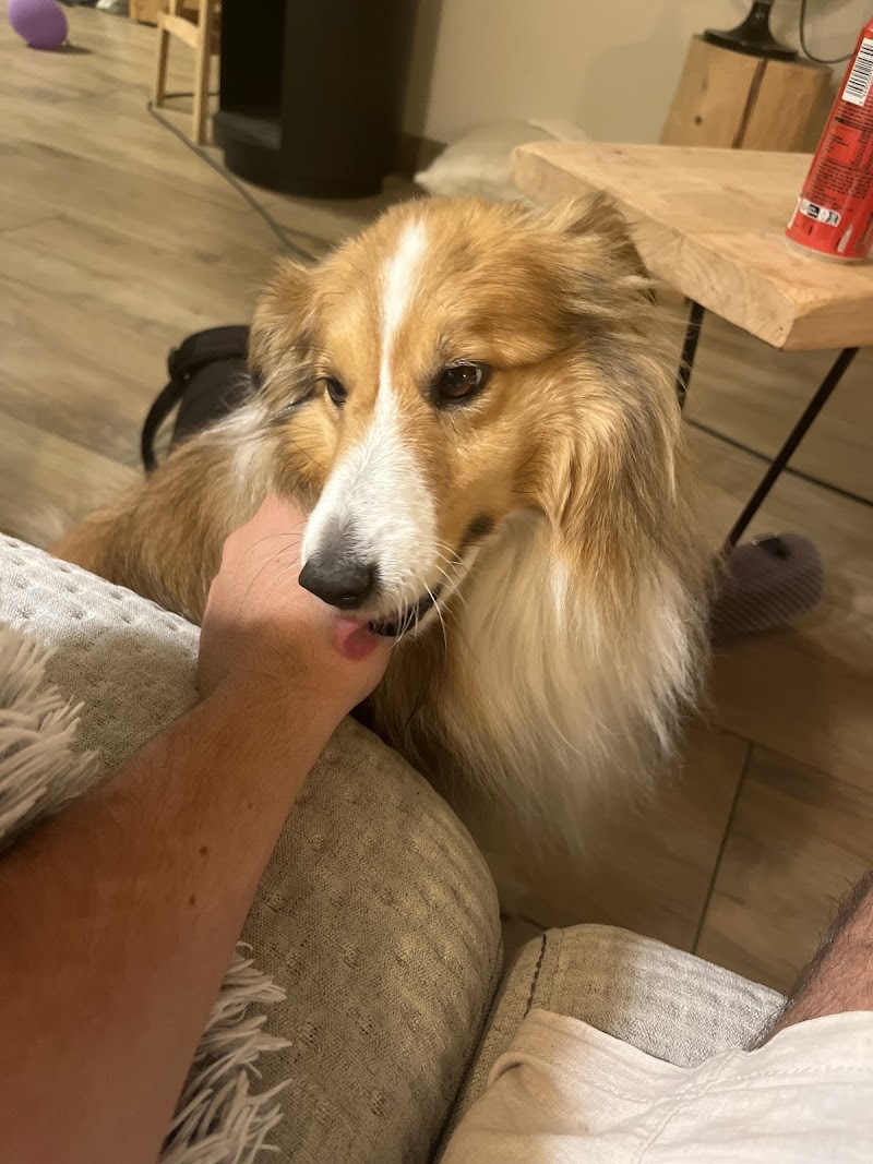 PetsAtHome - Garde d'animaux à Angers et alentours — dogsitter à Angers