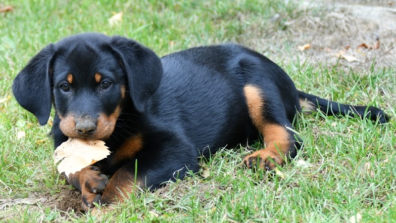 Philippe Mantovani — dogsitter à Maubeuge