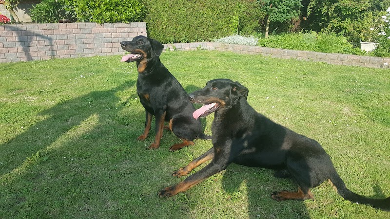 Pile-Poils-Services — dogsitter à Cambrai