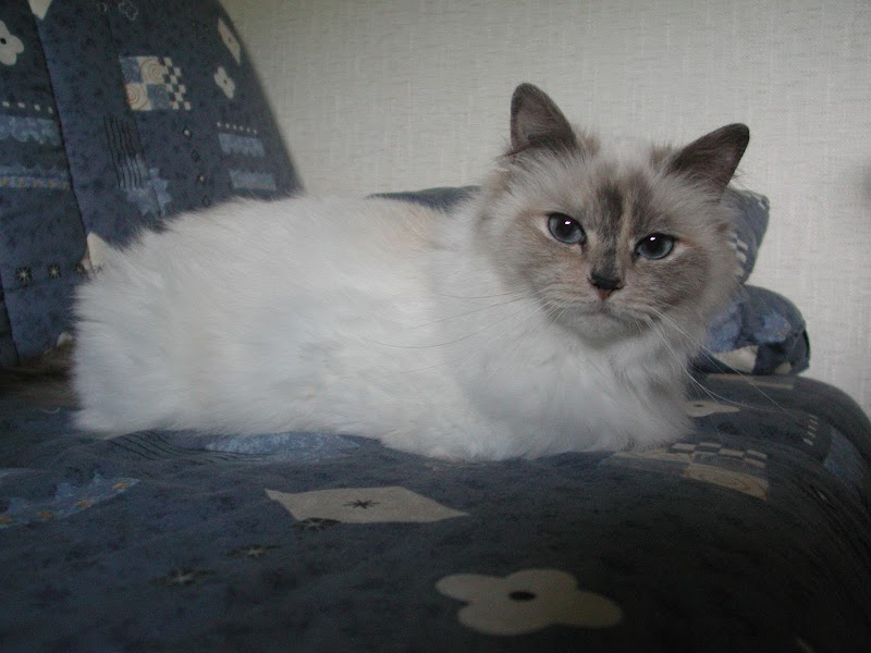 POILS ET PLUMES - Pension pour animaux de compagnie — dogsitter à Reichshoffen