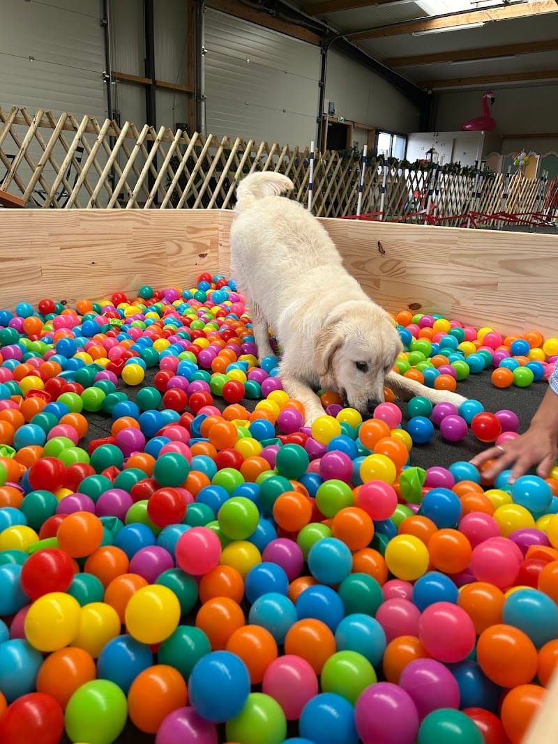 Pole Canin de Chen-Si