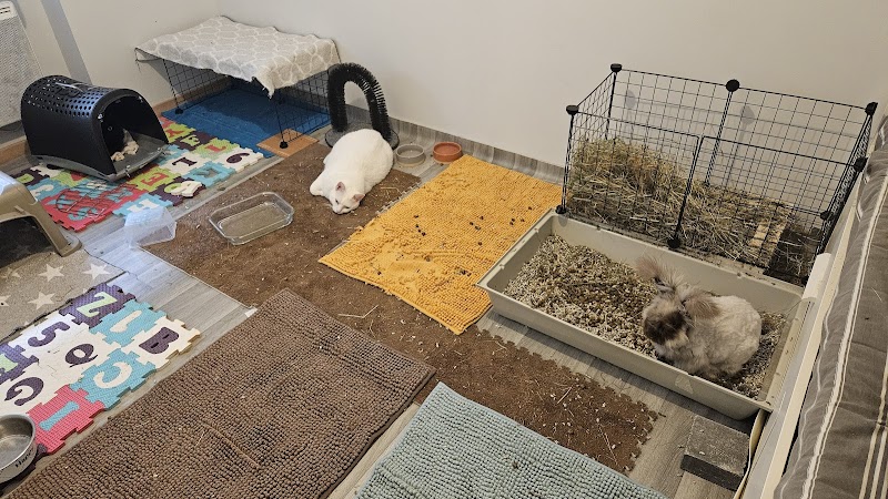 Pompons et Coussinets - Petsitting sud Brionnais — dogsitter à Thizy-les-Bourgs