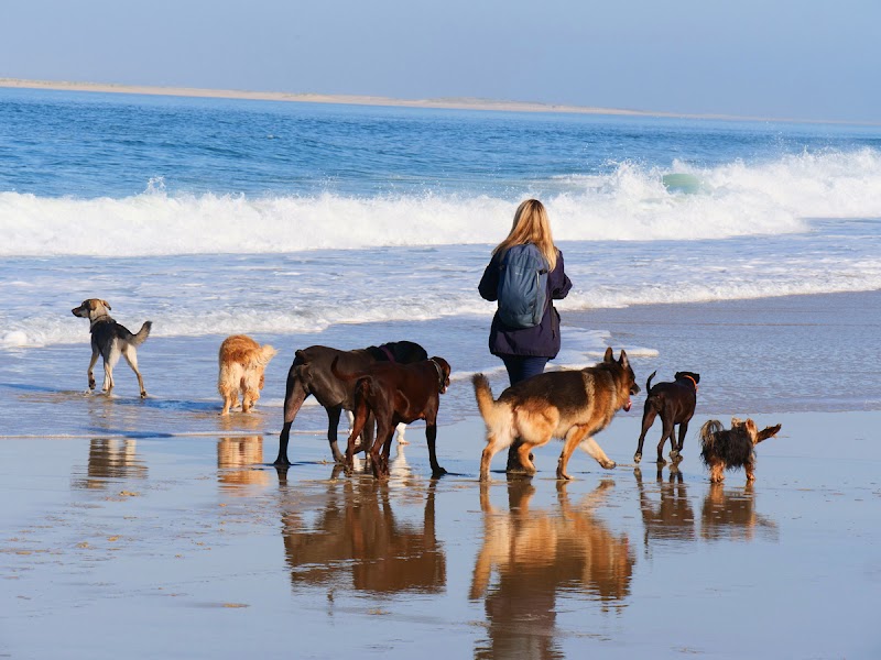 Prestige Services Animaliers — dogsitter à La Teste-de-Buch