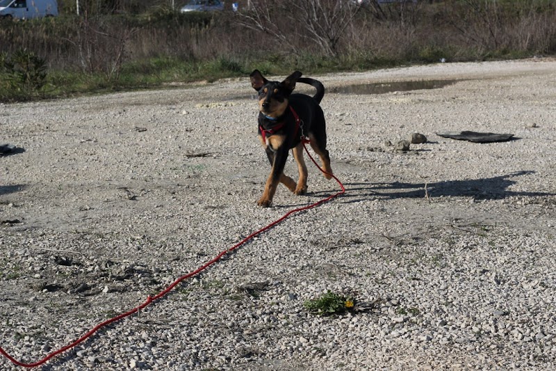 Psycho Truffe - éducation et comportement canin — dogsitter à Bergerac