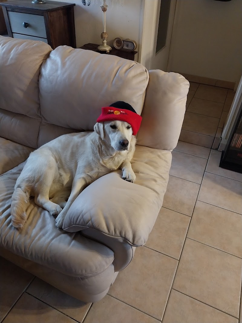 Quat'Pattes et Cie — dogsitter à Tinchebray-Bocage