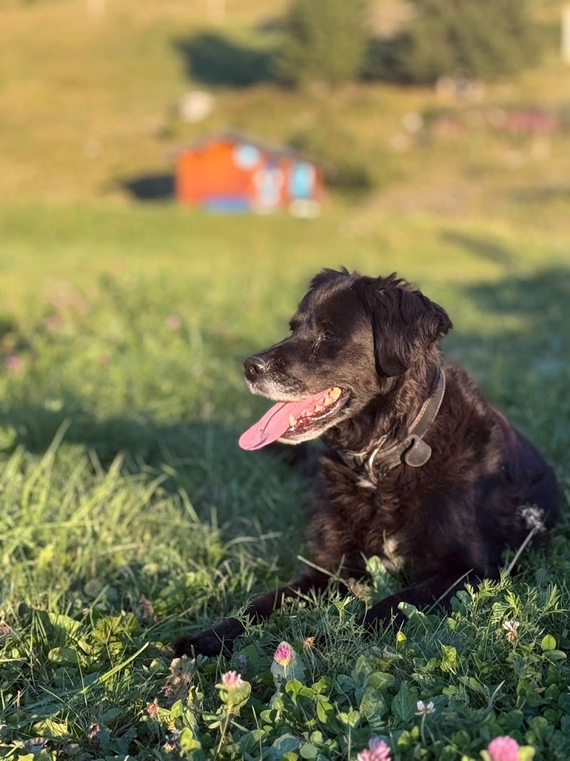 RANDOG34 — dogsitter à Clermont-l'Hérault