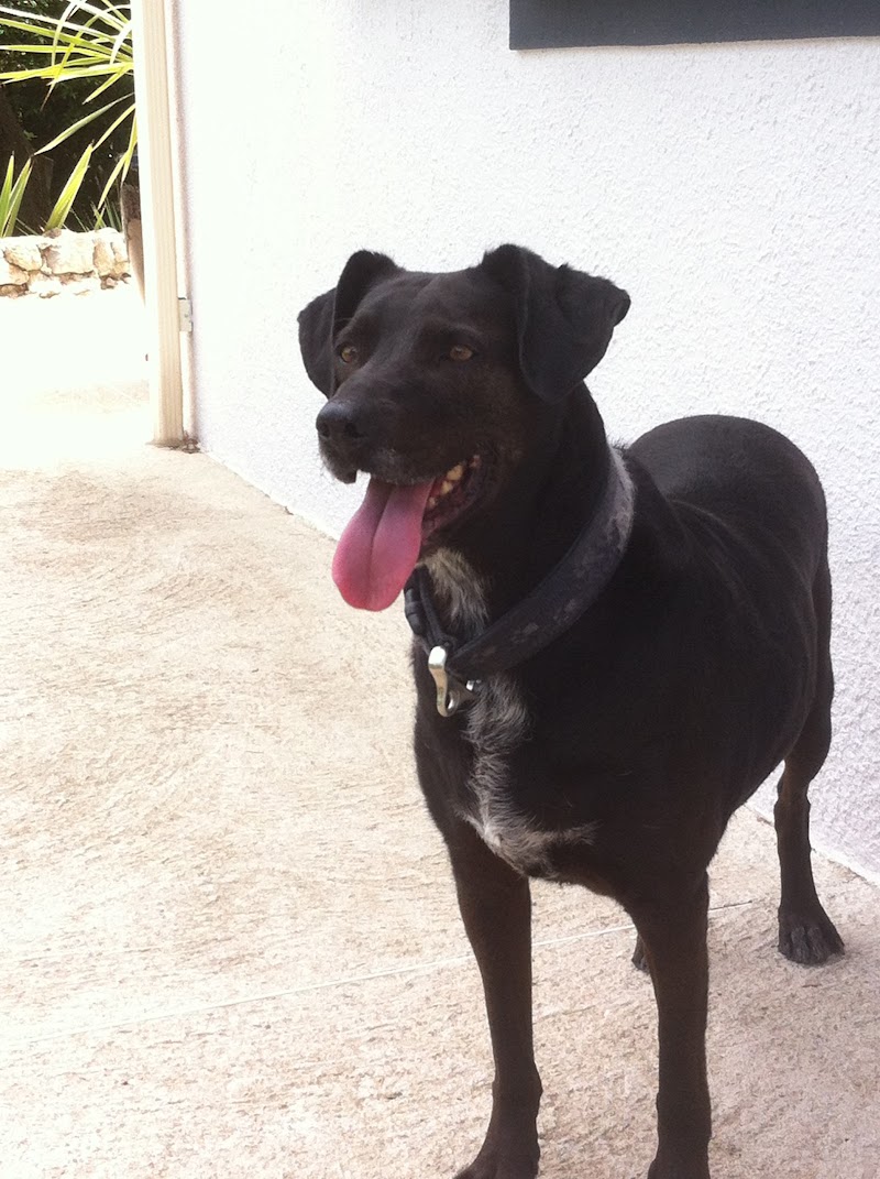 Résidence tous poils pension familiale de luxe pour petits — dogsitter à Montpellier