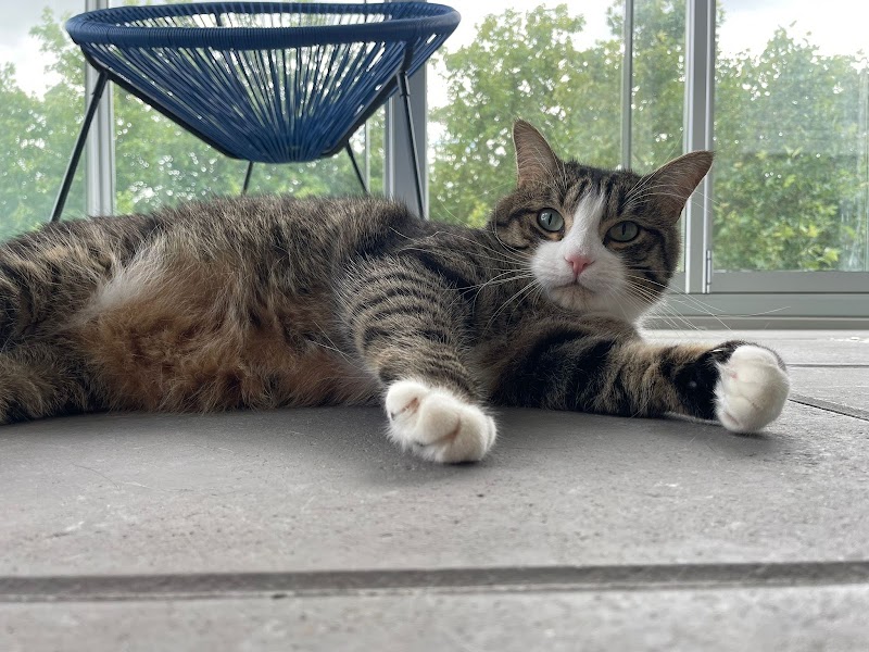 Roazhon Pet’Patrouille — dogsitter à Rennes